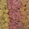 Lichene colori autunnali 50 gr. - (3 colori)